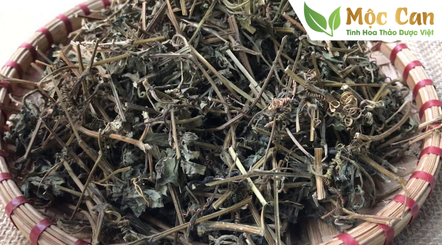 Cách dùng giảo cổ lam - lời khuyên từ chuyên gia 1
